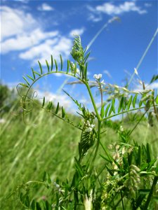 Rauhaarige Wicke (Vicia hirsuta) in Saarbrücken