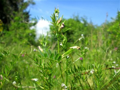Rauhaarige Wicke (Vicia hirsuta) in einem aufgelassenen Gartengrundstück in Brebach
