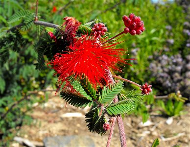 Calliandra californica at Quail Botanical Gardens in Encinitas, California, USA. photo