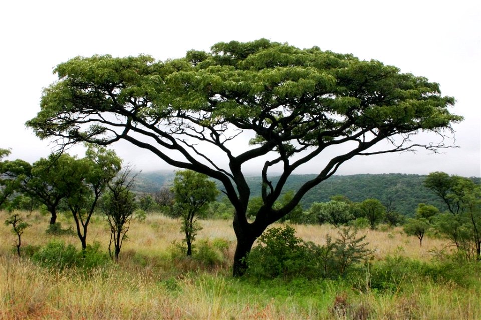 Wild Syringa in South Africa