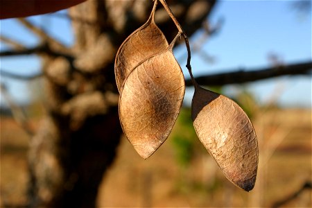 Seed pods of a Wild Syringa in South Africa photo