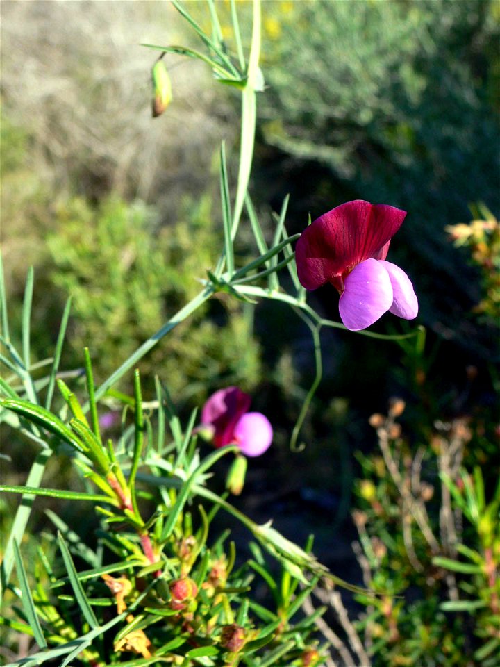Lathyrus clymenum en el Puntal del Moco (Parque Natural de la Sierra de la Muela) en Cartagena (Spain)
