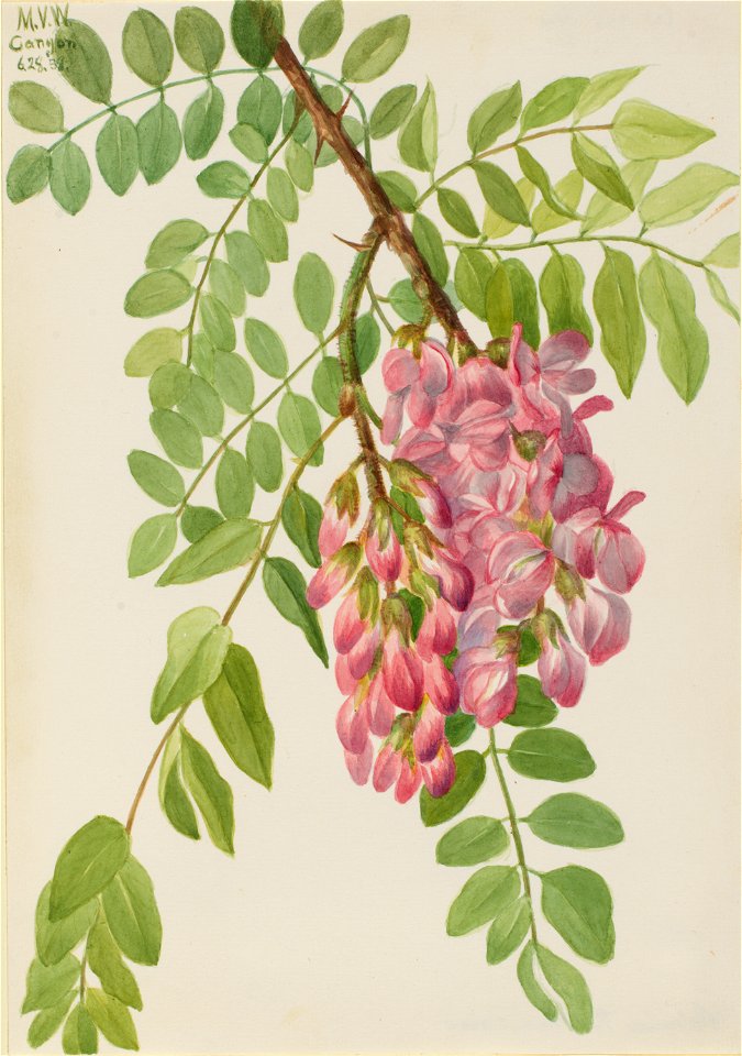 New Mexican Locust (Robinia neomexicana)