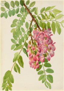 New Mexican Locust (Robinia neomexicana)