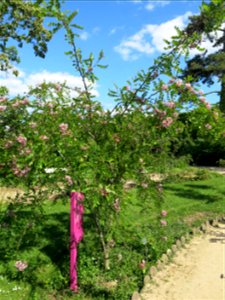 Robinia neomexicana in the Jardin des Plantes de Paris. Plant identified by its botanic label. photo