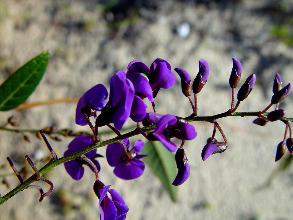 Image title: Purple challenge (Hardenbergia comptoniana) to the sand dunes Tamala park
Image from Public domain images website, http://www.public-domain-image.com/full-image/flora-plants-public-domain