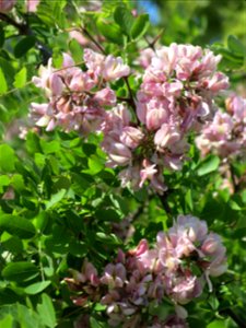 Flowers of Robinia neomexicana in the Jardin des Plantes de Paris. Plant identified by its botanic label. photo