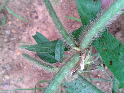 காட்டு உளுந்து Botanical name - Vigna vexillata Common name - Wild blackgram Plant is effective for arthritis ; It checks hemorrhaging prolonging life in individuals suffering from internal bl photo