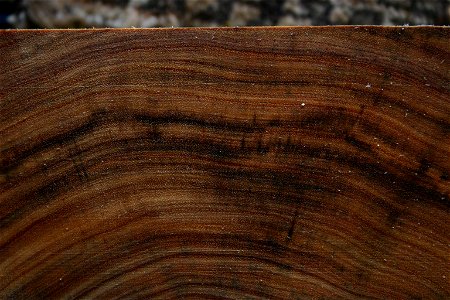 Acacia elata Benth. cross-section of tree cultivated in Johannesburg