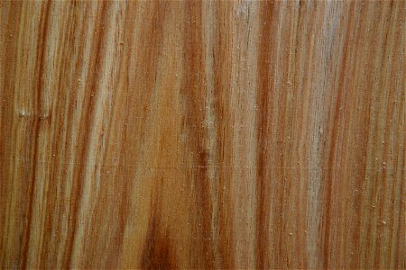 Acacia elata Benth. tangentially-cut plank of tree cultivated in Johannesburg