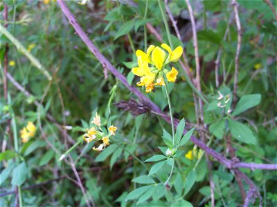 Coronilla emerus flowers close up, Sierra Madrona, Spain