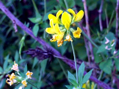 Coronilla emerus, flowers close up, Sierra Madrona, Spain