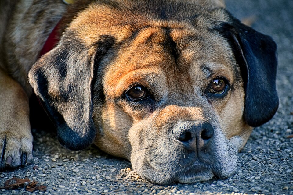 Portrait view animal