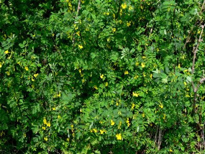 Scorpion Senna - Hippocrepis emerus