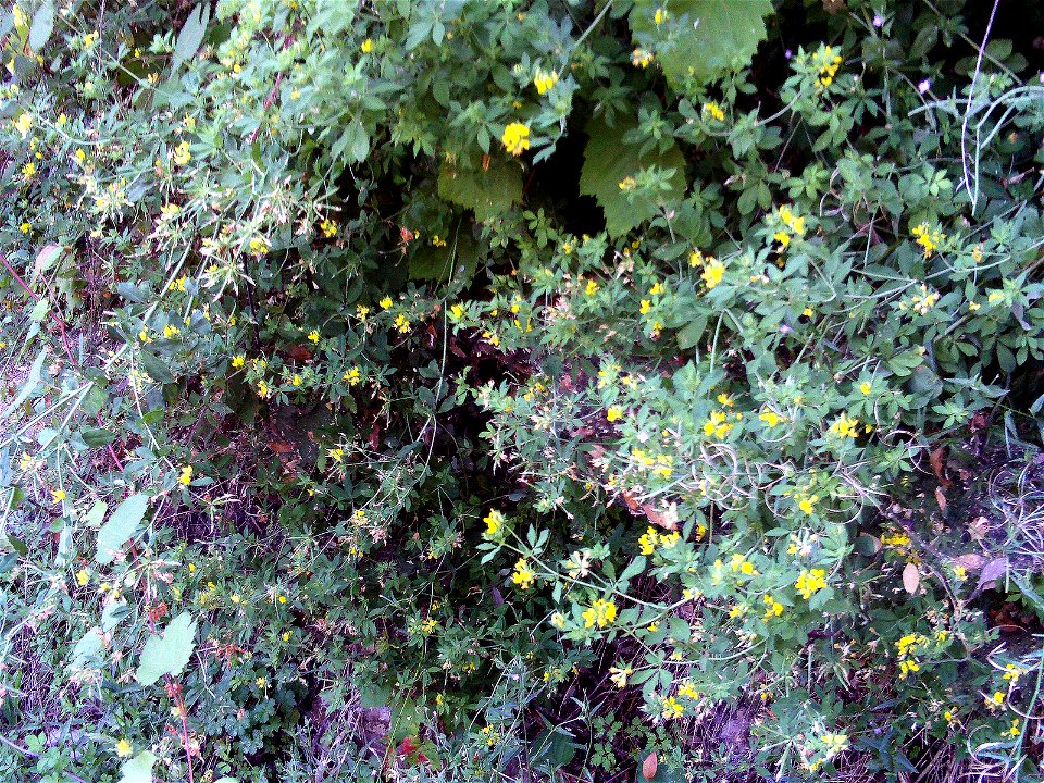 Coronilla emerus, habit, Sierra Madrona, Spain