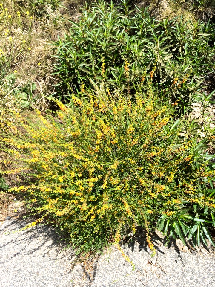 Lotus scoparius, common deerweed. Taken in San Gabriel Mountains