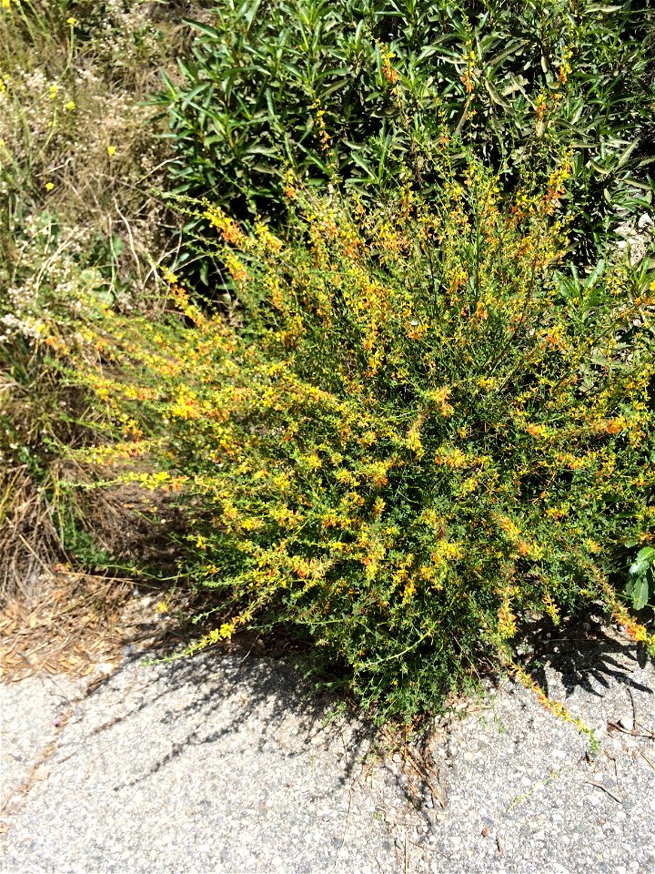 Lotus scoparius, common deerweed. Taken in San Gabriel Mountains
