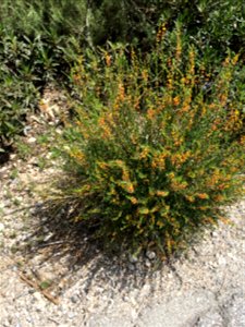 Lotus scoparius, common deerweed, taken in San Gabriel Mountains photo