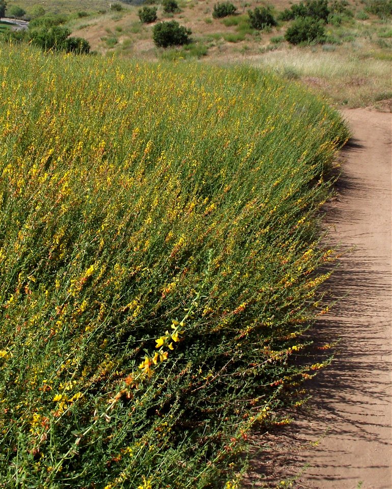 (previously Lotus scoparius) — Common Deerweed.
At Lake Poway in San Diego County, NW Peninsular Ranges, Southern California.