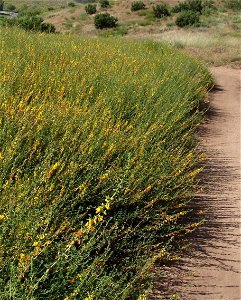 (previously Lotus scoparius) — Common Deerweed. At Lake Poway in San Diego County, NW Peninsular Ranges, Southern California. photo