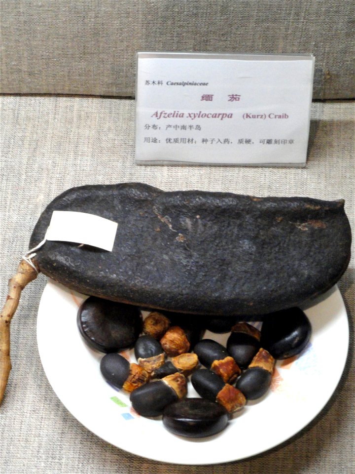 Seeds exhibited in the Kunming Botanical Garden, Kunming, Yunnan, China.