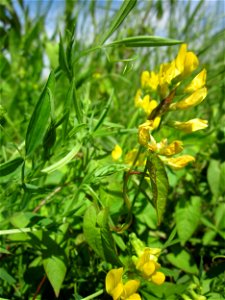 Wiesen-Platterbse (Lathyrus pratensis) im Hockenheimer Rheinbogen