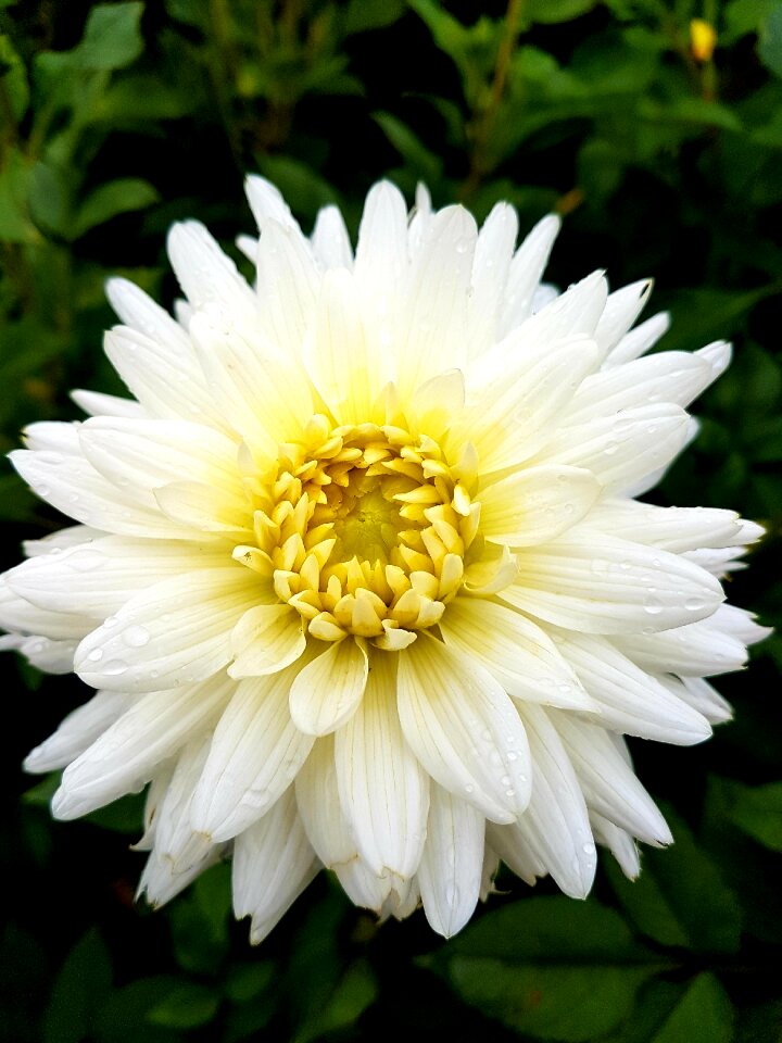 Garden flora dahlia