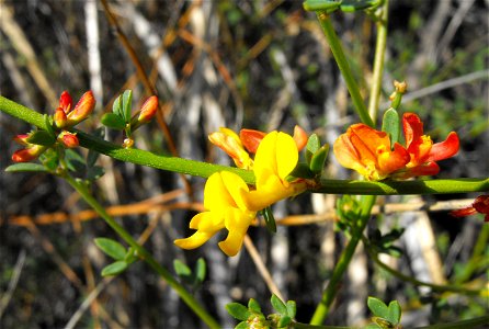 Lotus scoparius on Cowles Mountain, Mission Trails Regional Park, San Diego, California, USA. photo