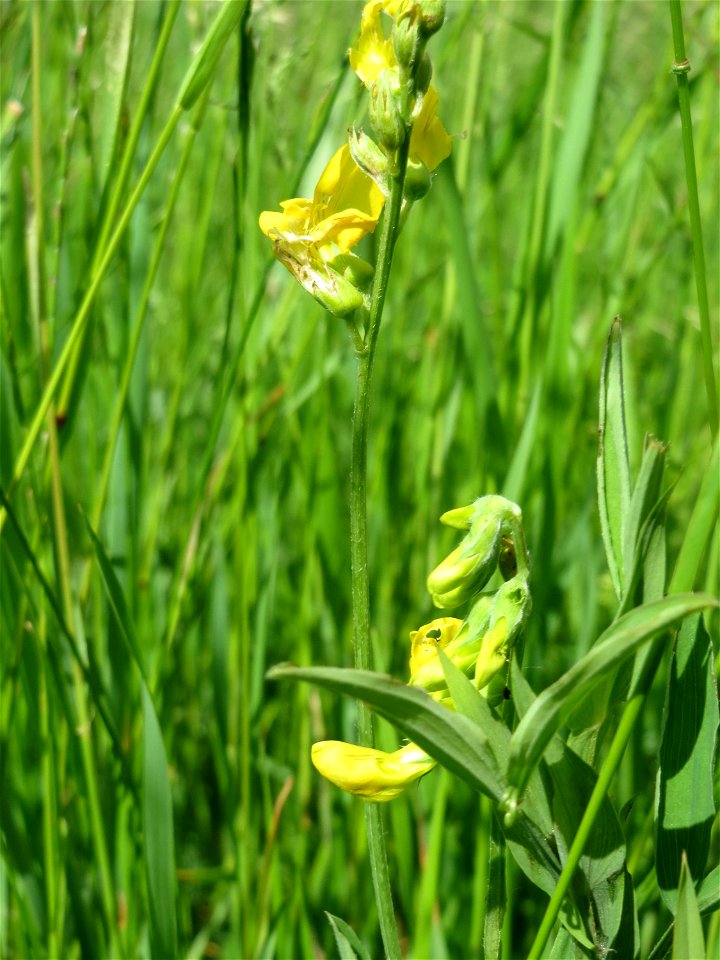 Wiesen-Platterbse (Lathyrus pratensis) im Naturschutzgebiet Bachwiesen/Leopoldswiesen im Hockenheimer Rheinbogen