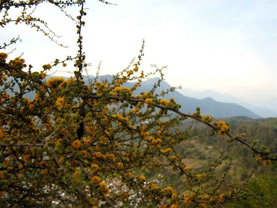 Acacia caven Molina, scrubland central Chile, flowered stems 

Species
Acacia caven
Genus
Acacia
Subfamilia
Mimosoideae