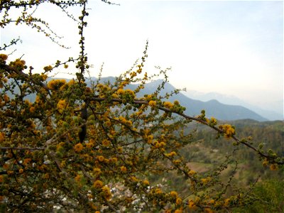 Acacia caven Molina, scrubland central Chile, flowered stems 

Species
Acacia caven
Genus
Acacia
Subfamilia
Mimosoideae