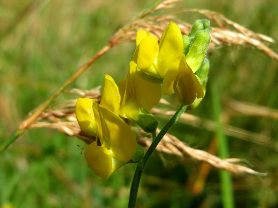 Wiesen-Platterbse (Lathyrus pratensis) bei Nußloch