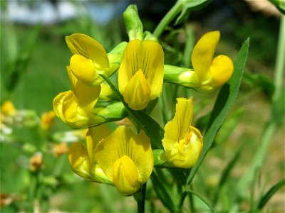Wiesen-Platterbse (Lathyrus pratensis) im Landesgartenschaupark Hockenheim