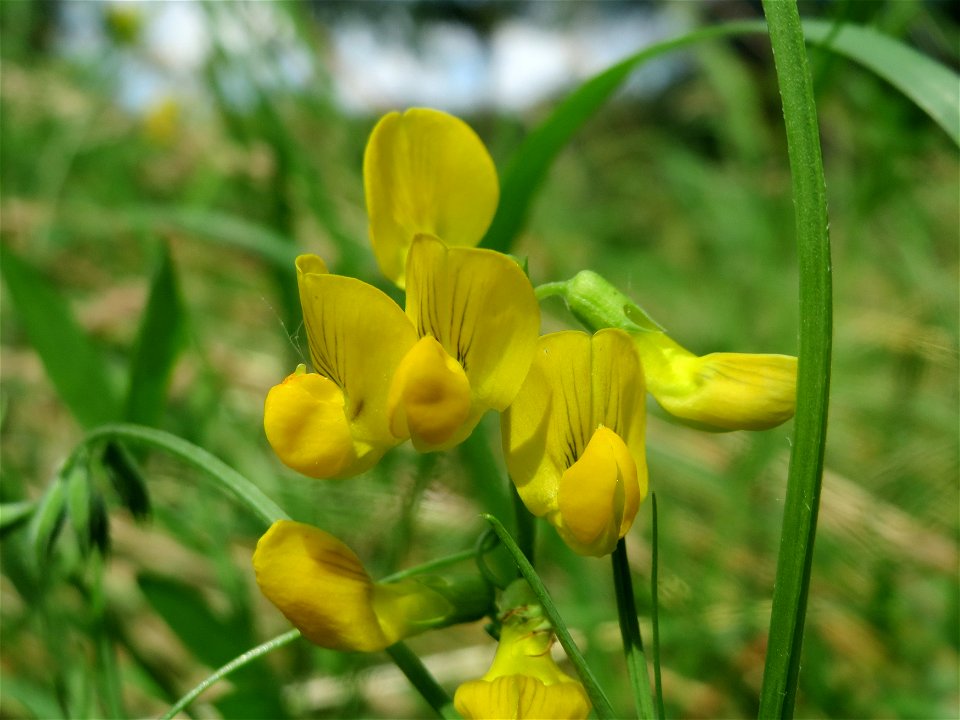 Wiesen-Platterbse (Lathyrus pratensis) im Landesgartenschaupark Hockenheim