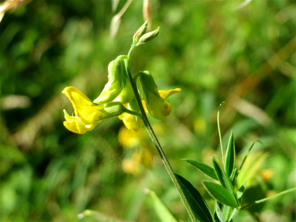 Wiesen-Platterbse (Lathyrus pratensis) am Reilinger See