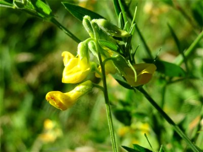 Wiesen-Platterbse (Lathyrus pratensis) am Reilinger See