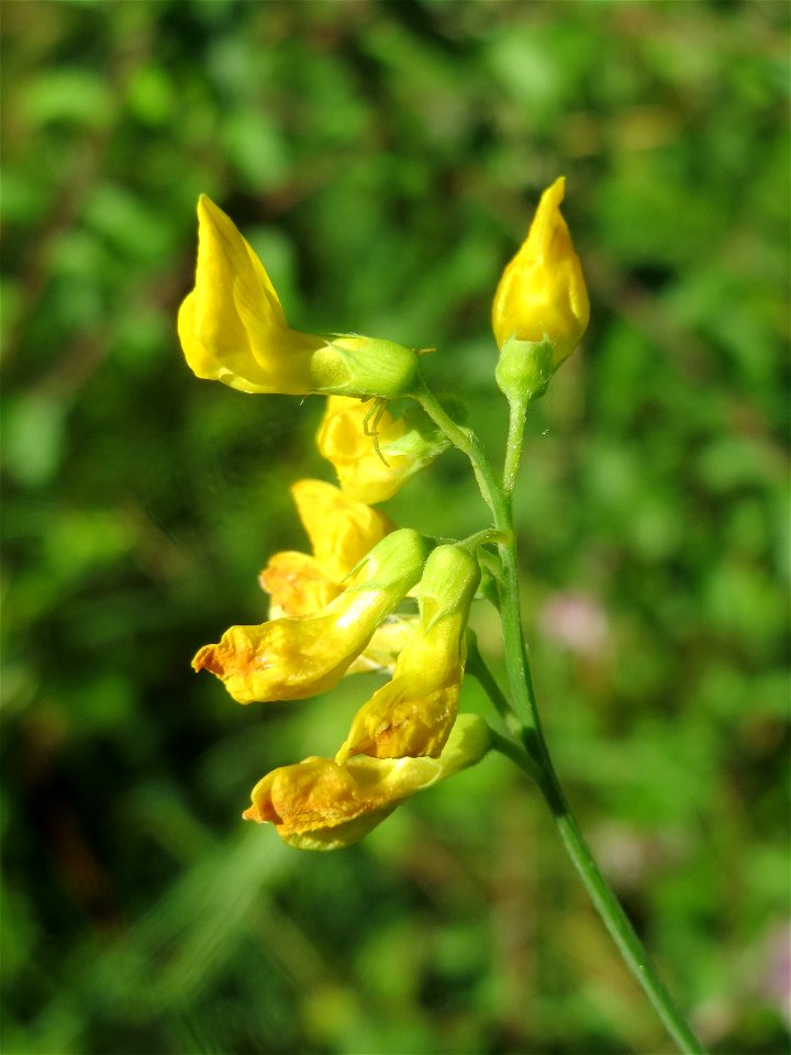 Wiesen-Platterbse (Lathyrus pratensis) am Reilinger See