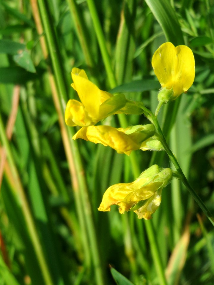 Wiesen-Platterbse (Lathyrus pratensis) im Landschaftsschutzgebiet „Hockenheimer Rheinbogen“