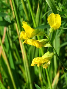 Wiesen-Platterbse (Lathyrus pratensis) im Landschaftsschutzgebiet „Hockenheimer Rheinbogen“