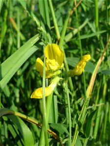 Wiesen-Platterbse (Lathyrus pratensis) im Landschaftsschutzgebiet „Hockenheimer Rheinbogen“