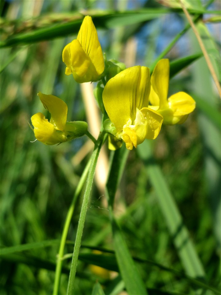 Wiesen-Platterbse (Lathyrus pratensis) im Landschaftsschutzgebiet „Hockenheimer Rheinbogen“