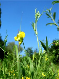 Wiesen-Platterbse (Lathyrus pratensis) im Naturschutzgebiet „St. Arnualer Wiesen“