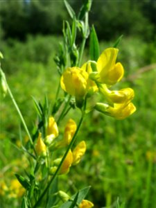 Wiesen-Platterbse (Lathyrus pratensis) im Naturschutzgebiet „St. Arnualer Wiesen“
