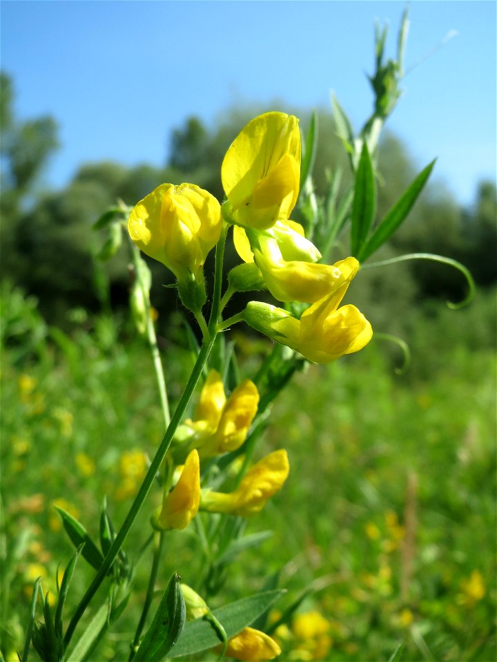 Wiesen-Platterbse (Lathyrus pratensis) im Naturschutzgebiet „St. Arnualer Wiesen“