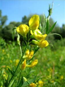Wiesen-Platterbse (Lathyrus pratensis) im Naturschutzgebiet „St. Arnualer Wiesen“