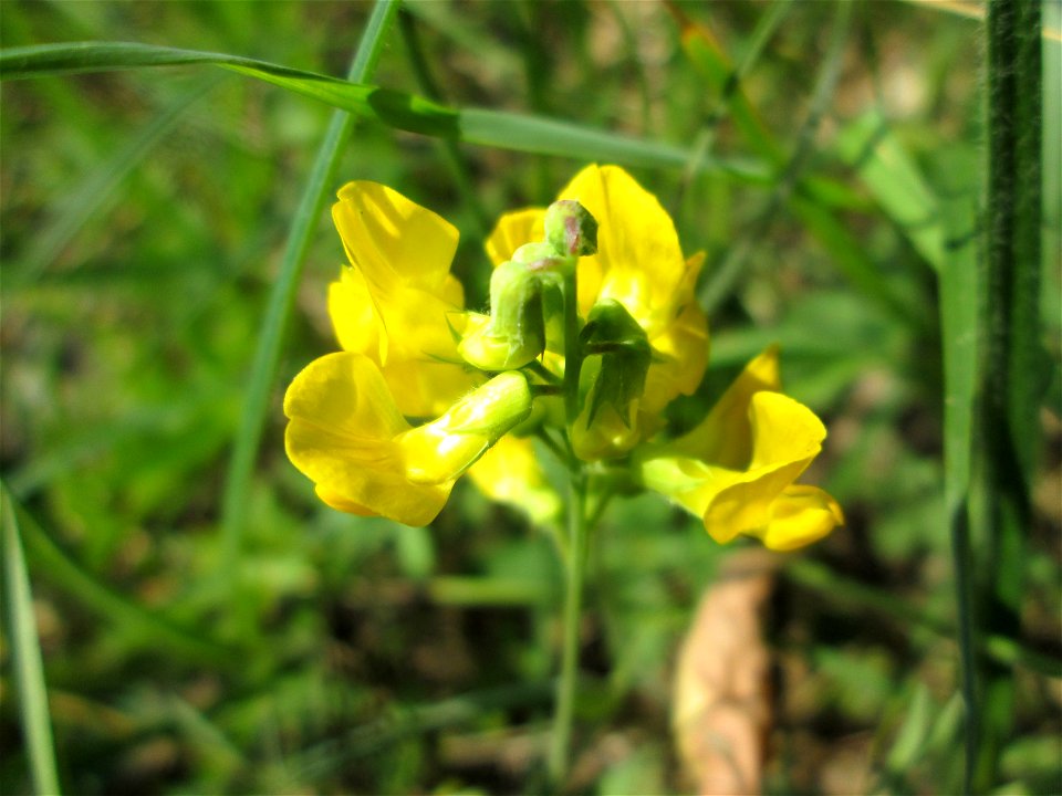 Wiesen-Platterbse (Lathyrus pratensis) im Landschaftsschutzgebiet „Hockenheimer Rheinbogen“