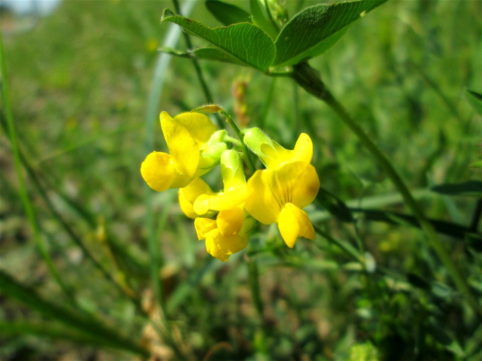 Wiesen-Platterbse (Lathyrus pratensis) im Landschaftsschutzgebiet „Hockenheimer Rheinbogen“