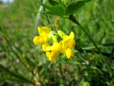 Wiesen-Platterbse (Lathyrus pratensis) im Landschaftsschutzgebiet „Hockenheimer Rheinbogen“