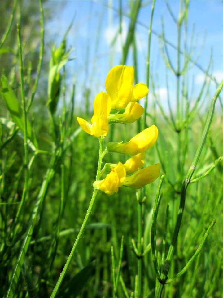Wiesen-Platterbse (Lathyrus pratensis) im Landschaftsschutzgebiet „Hockenheimer Rheinbogen“