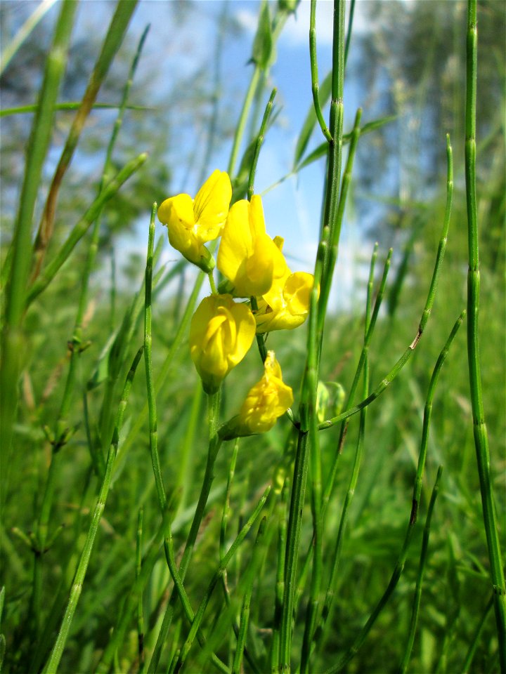 Wiesen-Platterbse (Lathyrus pratensis) im Landschaftsschutzgebiet „Hockenheimer Rheinbogen“